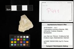 Foto (Objekt + Etiketten) von Cracensigillatus acutirostrus (Moericke, 1889) 